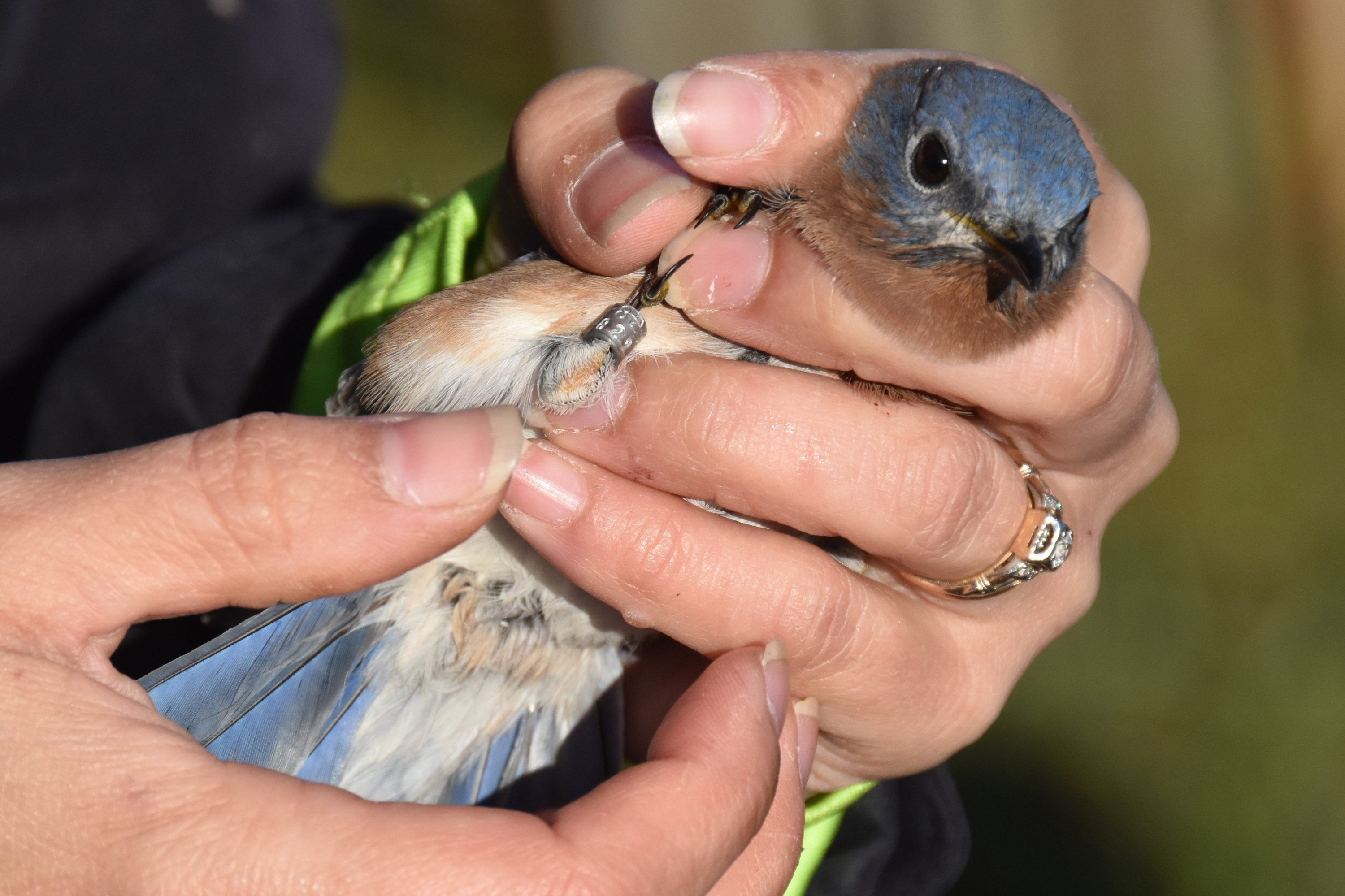 Recording the numbers on an Eastern Bluebird&#039;s new metal leg band (Evan Barnard/University of Georgia).